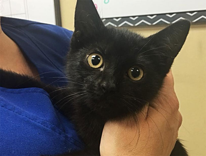 Cat veterinary